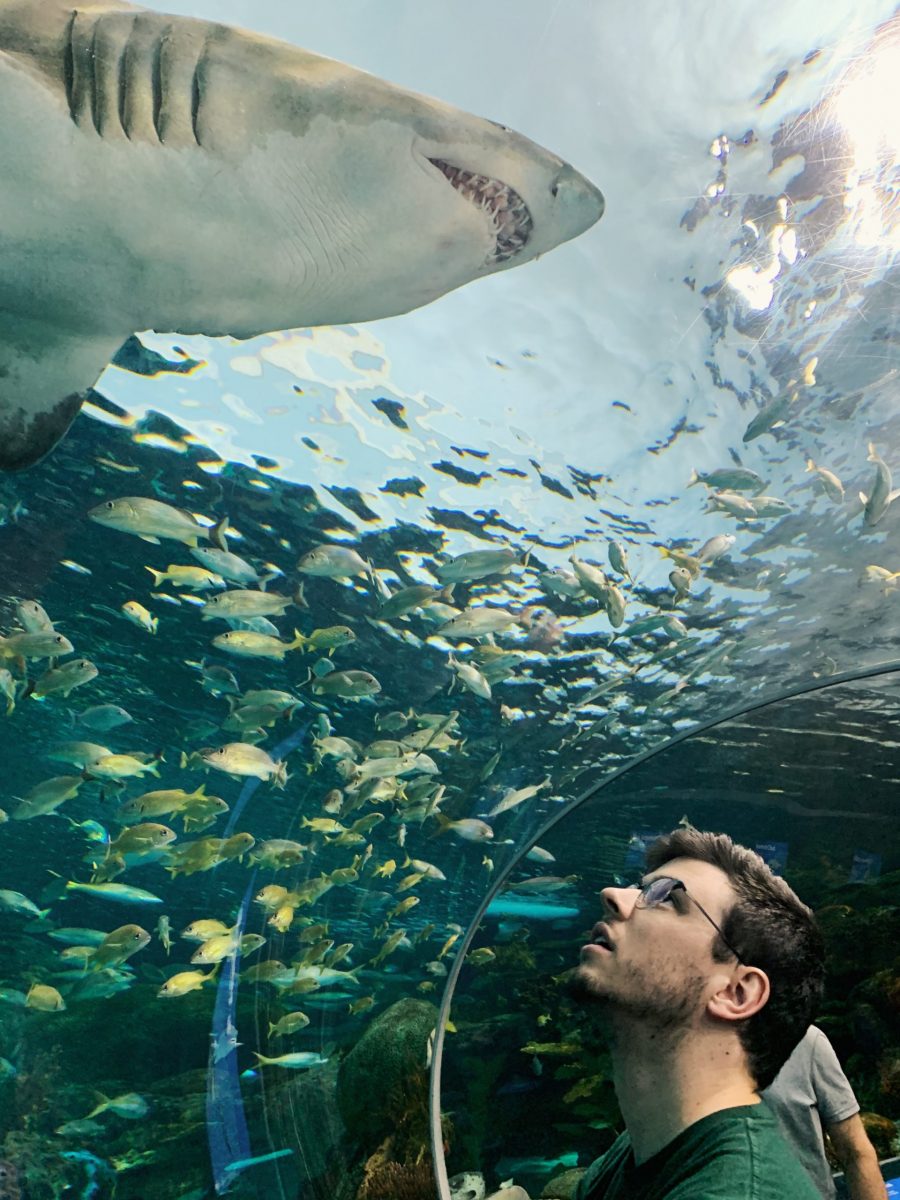 A photo of me looking at a shark in the Ripley's Aquarium of Canada